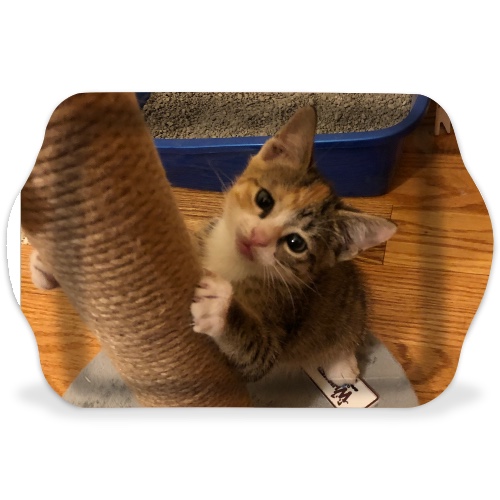 Design 561502 Rolling Trays
