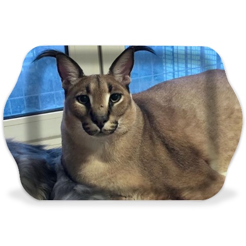 Design 603128 Rolling Trays