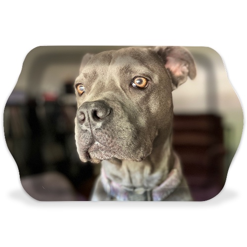 Design 646247 Rolling Trays