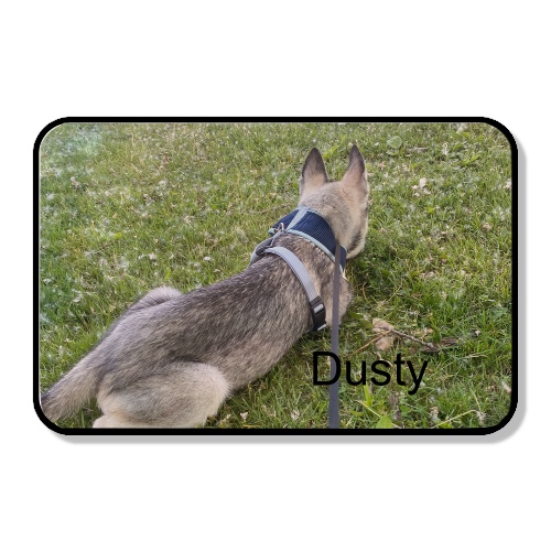 Design 650402 Rolling Trays