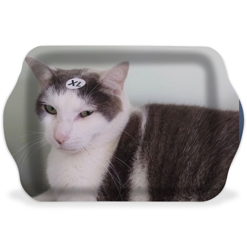 Design 651676 Rolling Trays