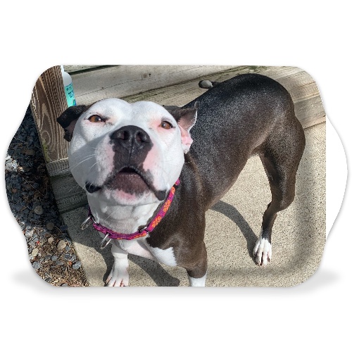 Design 657526 Rolling Trays