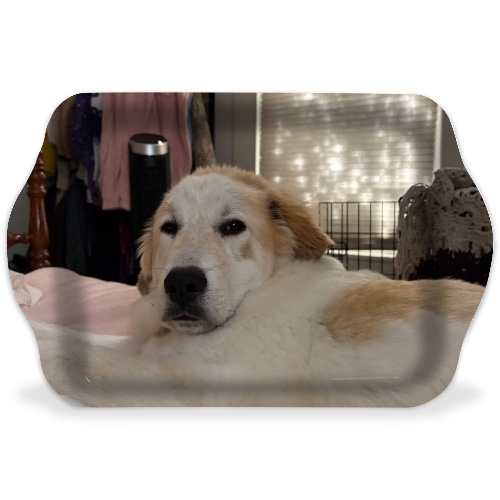 Design 670348 Rolling Trays